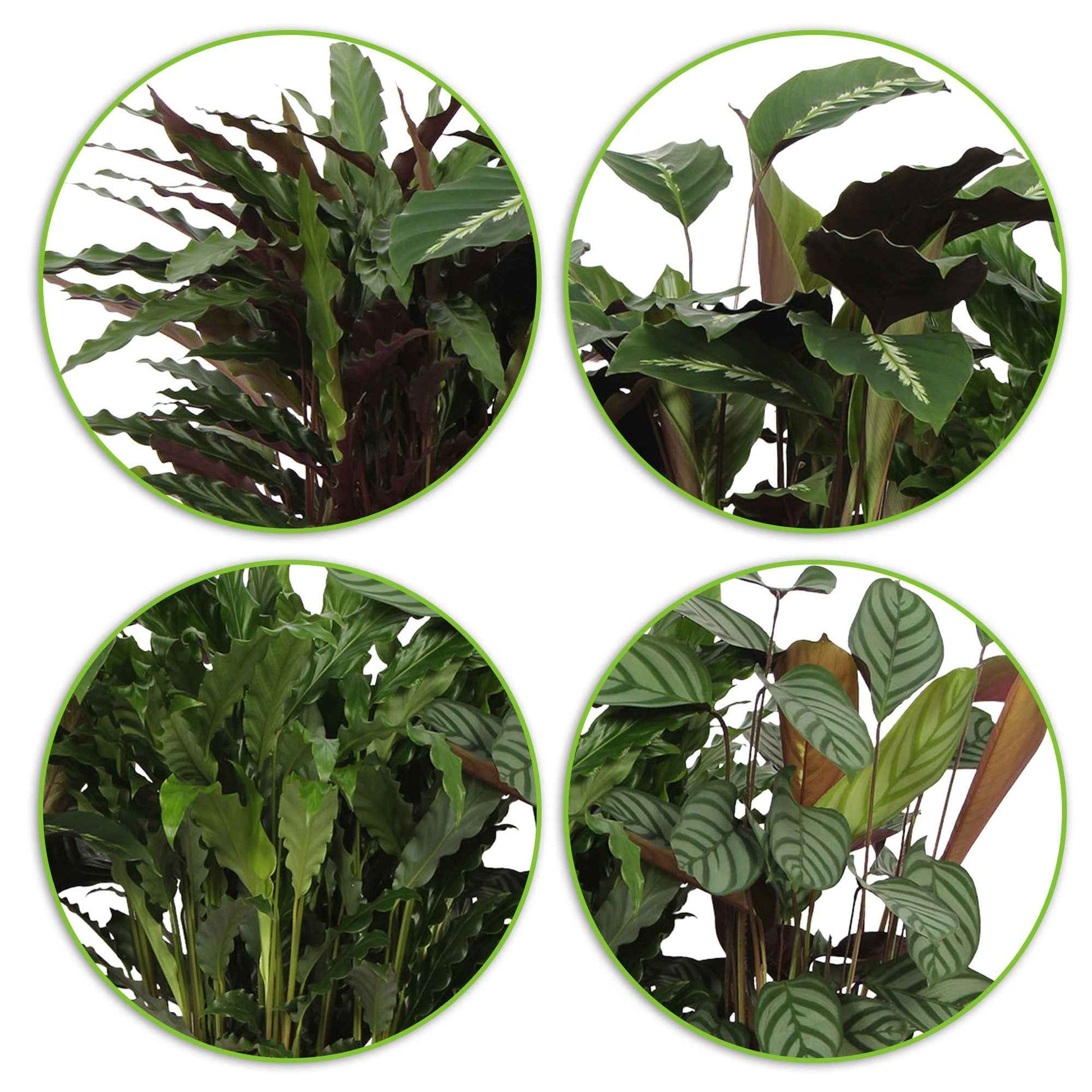 4x Bidplant Calathea - Mix Luchtzuiverende planten incl. sierpot - Calathea