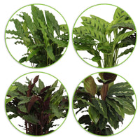 4x Bidplant Calathea, Ctenanthe - Mix Luchtzuiverende planten incl. sierpot - Calathea in sierpot