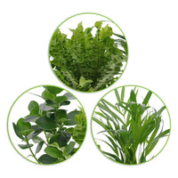 3x Luchtzuiverende kamerplanten - Mix incl. sierpotten + plateau - Groene kamerplanten