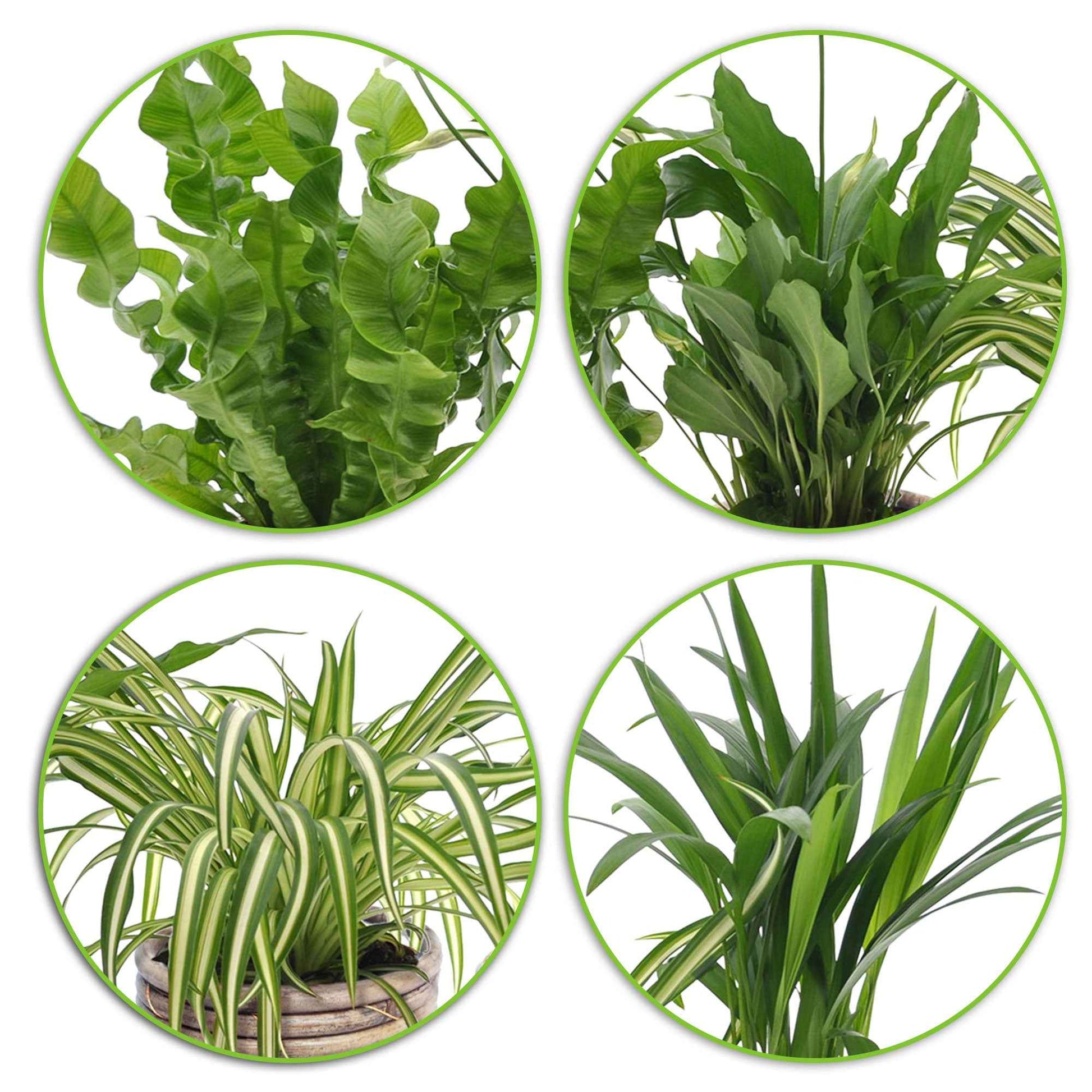 4x Luchtzuiverende kamerplanten - Mix incl. sierpotten - Groene kamerplanten