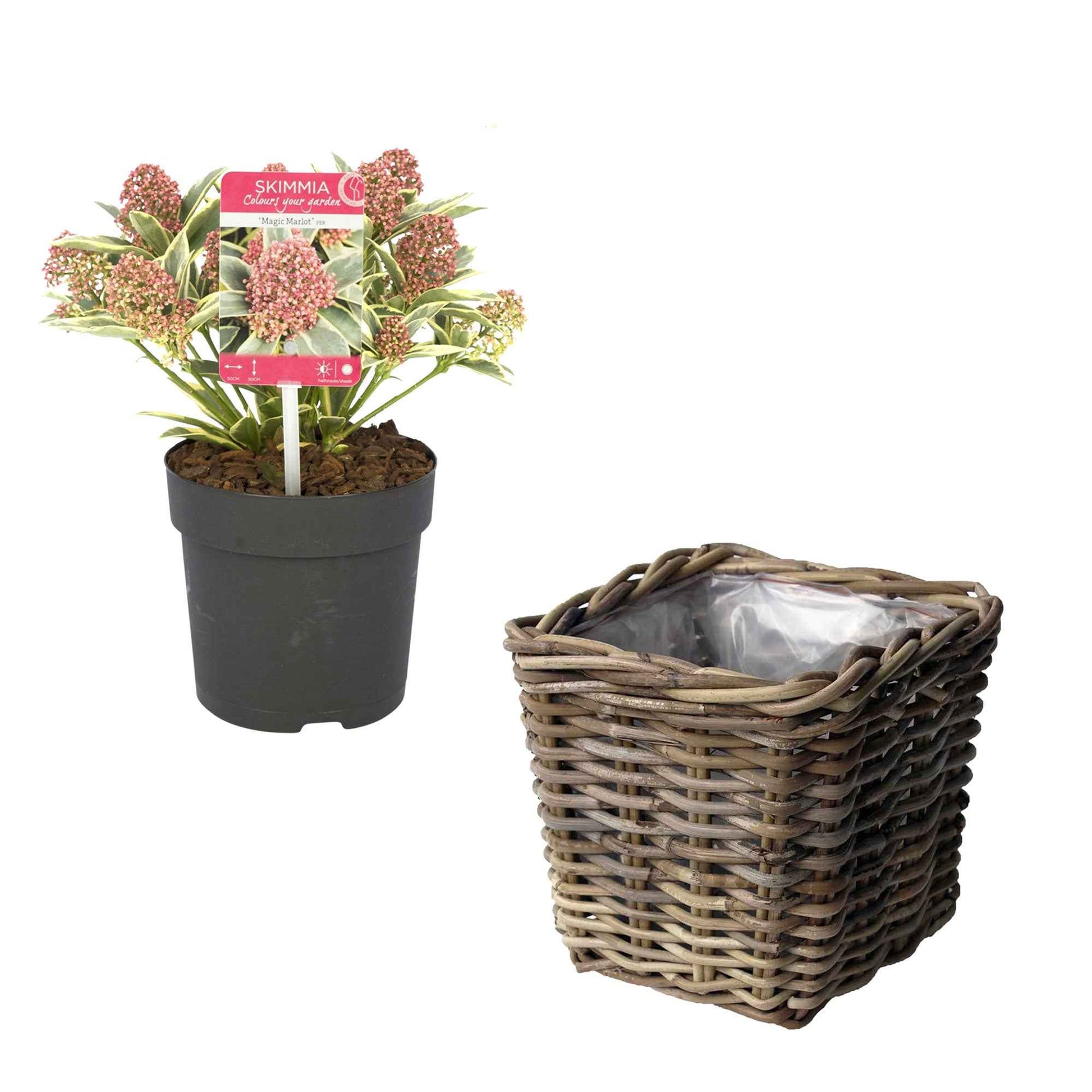 Skimmia japonica 'Marlot' rood-roze incl. mand - Winterhard - Buitenplant in pot cadeau