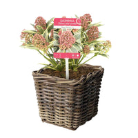 Skimmia japonica 'Marlot' rood-roze incl. mand - Winterhard - Cadeau idee