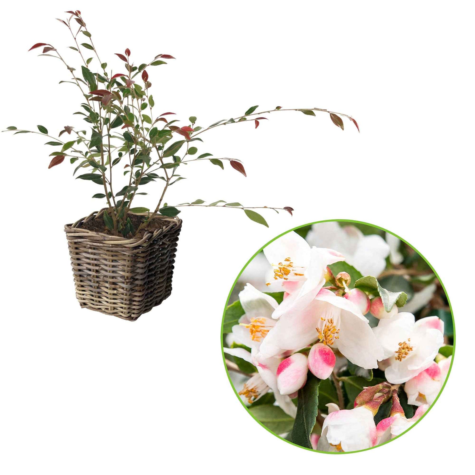 Japanse roos Camellia 'Cupido' wit incl. mand - Winterhard - Bloeiende heesters