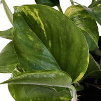 Scindapsus Epipremnum 'Aureum'  - Hangplant - Hangplanten