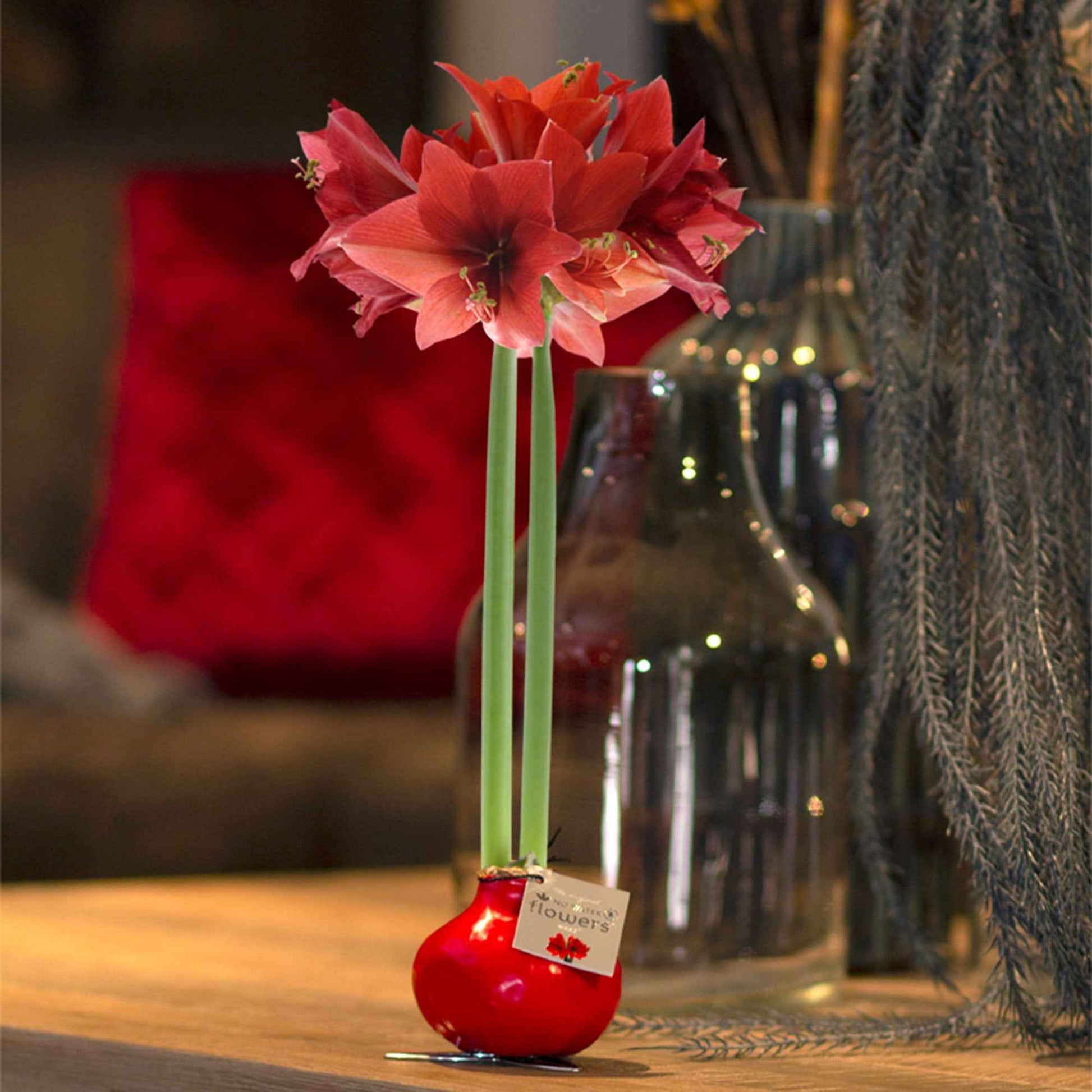 Wax Amaryllis Hippeastrum 'Kolibri' rood - Alle populaire bloembollen