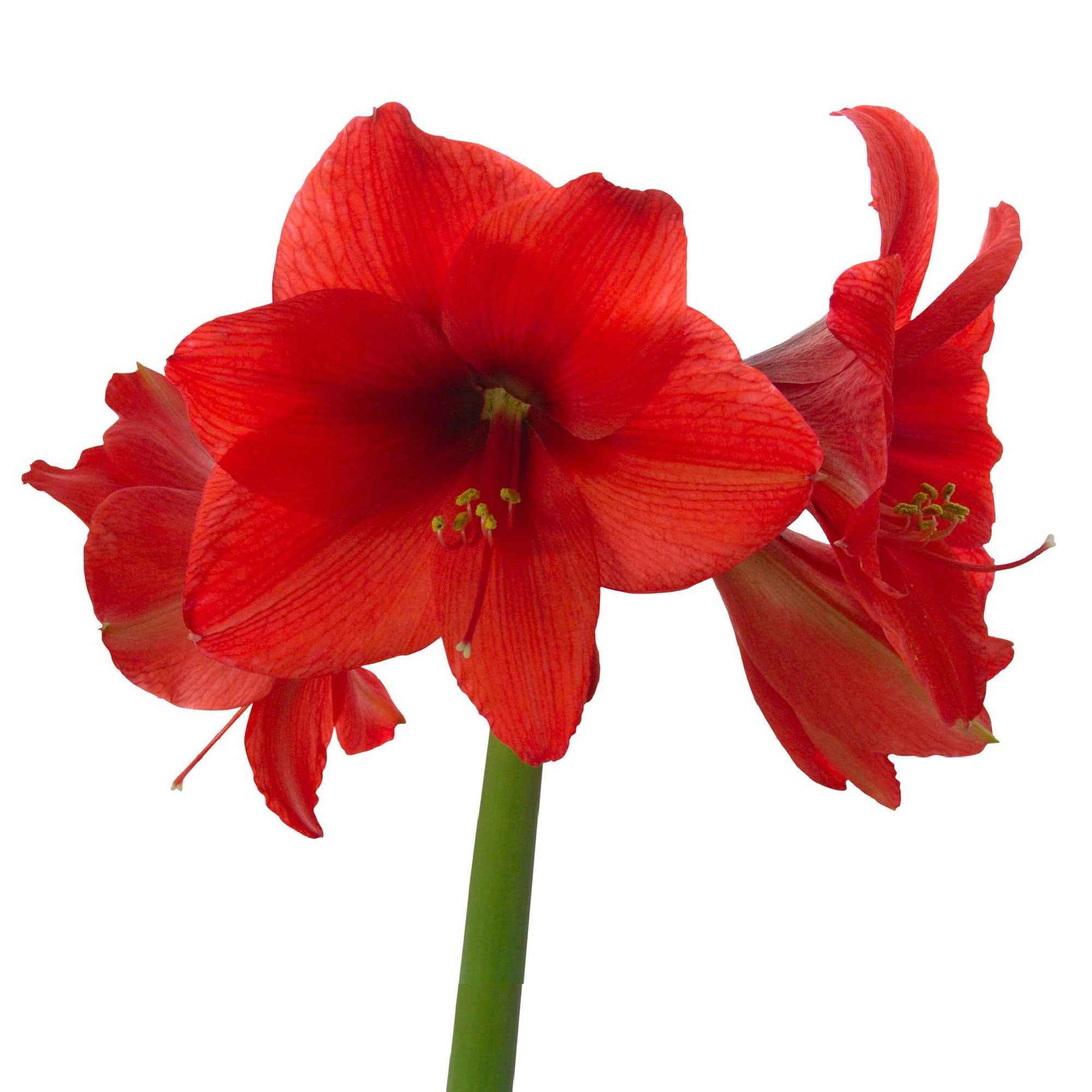 2x Wax Amaryllis Hippeastrum 'Kolibri' rood-wit - Alle bloembollen