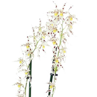 Orchidee Odontoglossum naevium Paars-Wit - Huiskamerplanten