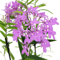 Orchidee Epidendrum 'Panama' Paars - Huiskamerplanten