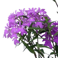 Orchidee Epidendrum 'Panama' Paars - Bloeiende kamerplanten