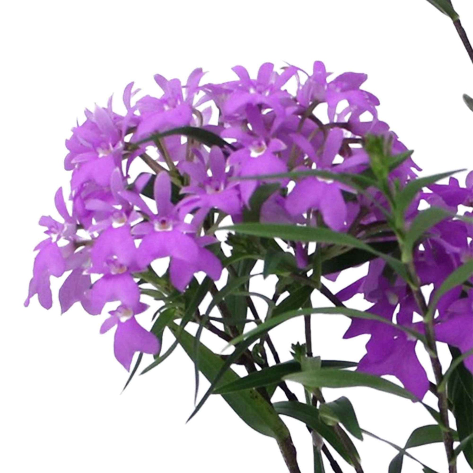 Orchidee Epidendrum 'Panama' Paars - Diervriendelijke kamerplanten