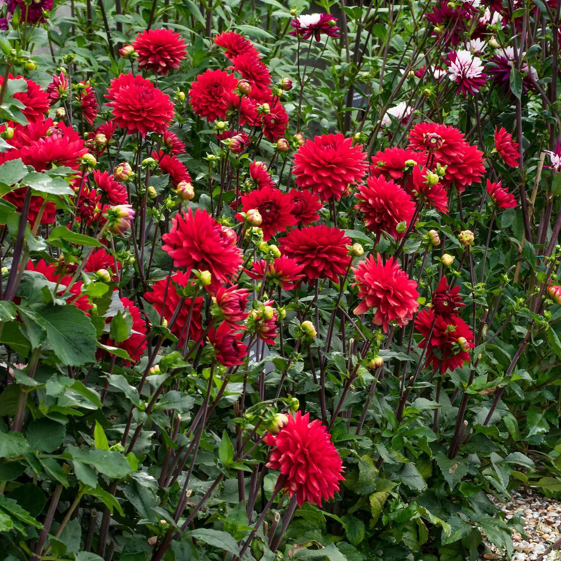 3x Dahlia 'Garden Wonder' rood - Alle bloembollen