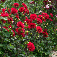 3x Dahlia 'Garden Wonder' rood - Plant eigenschap
