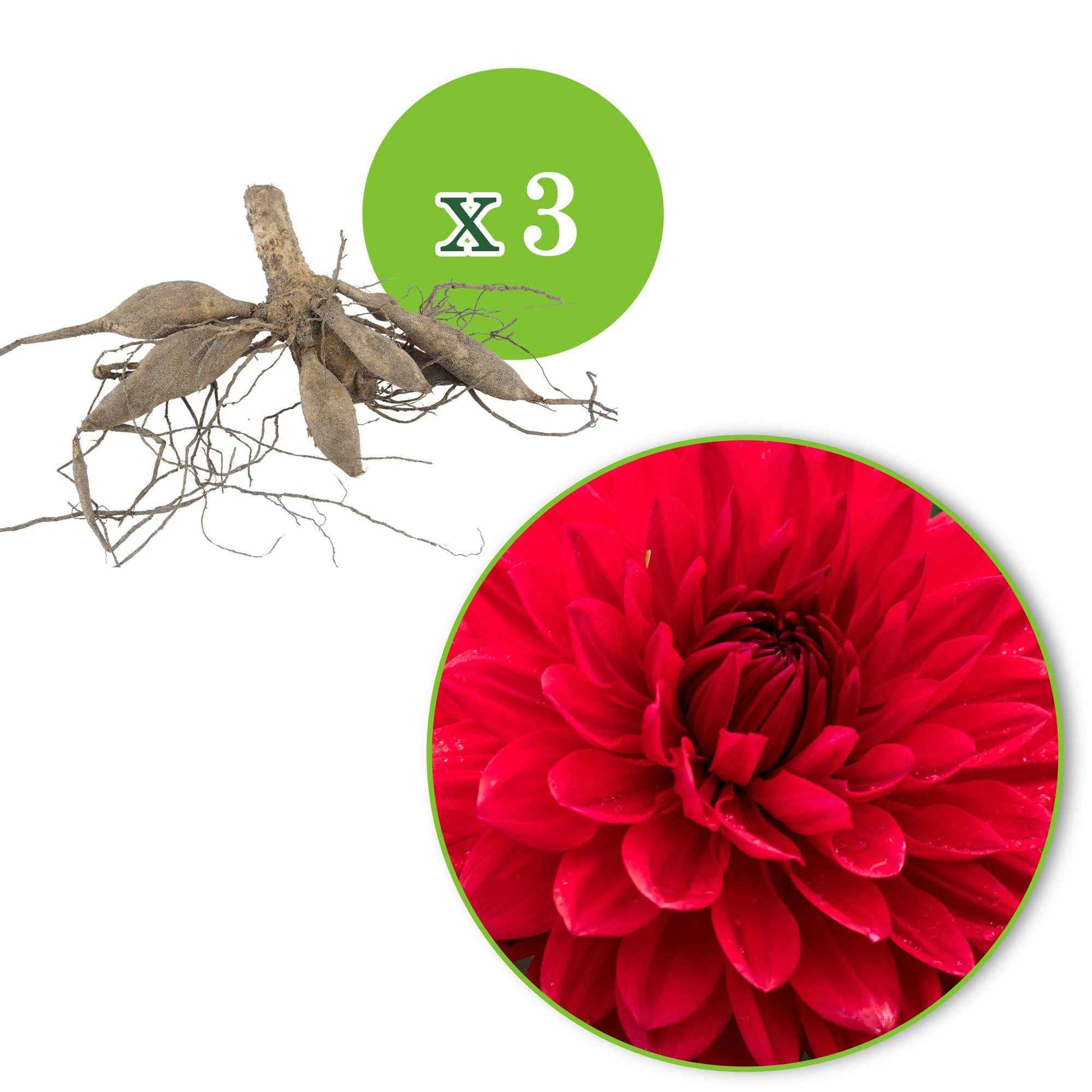 3x Dahlia 'Garden Wonder' rood - Alle populaire bloembollen