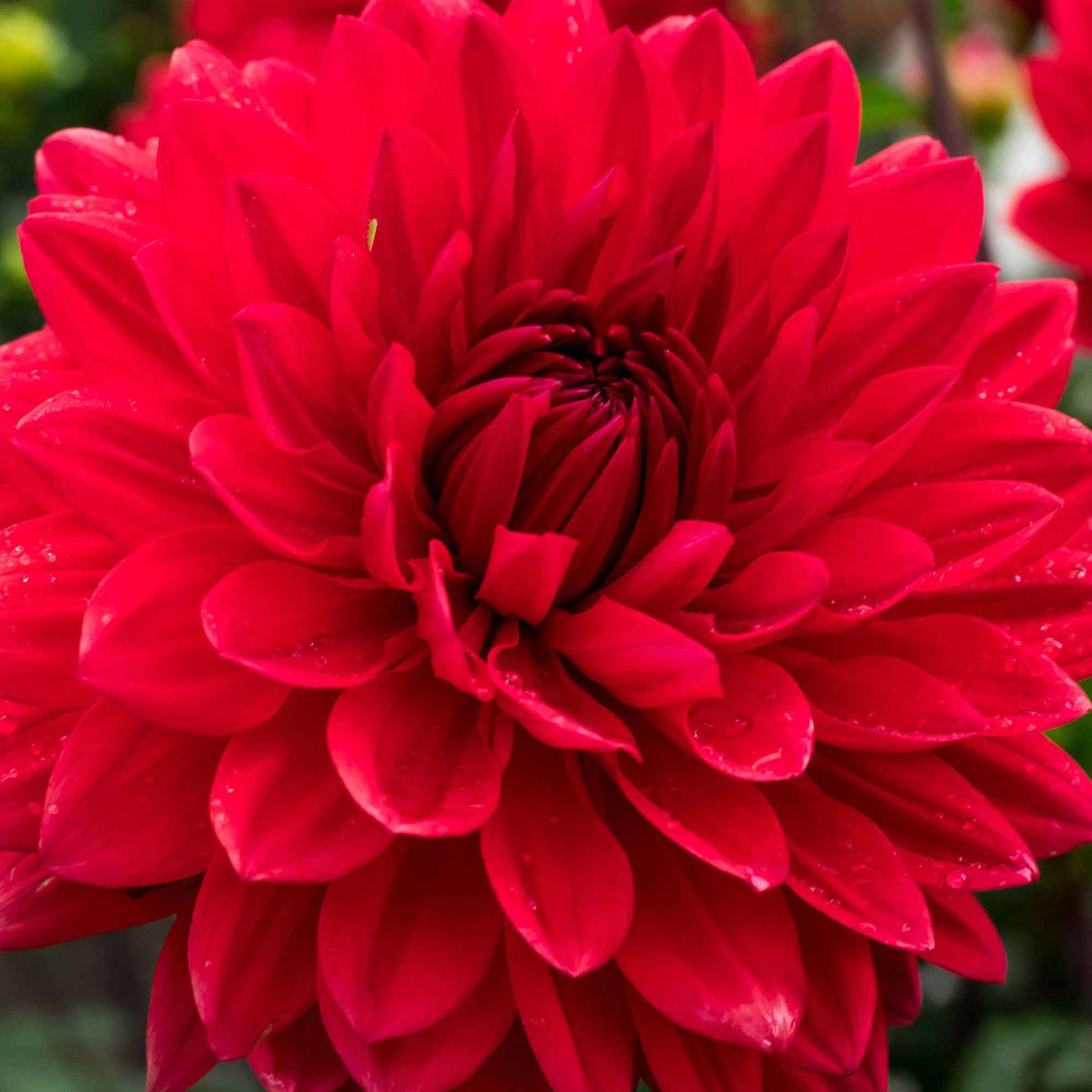 3x Dahlia 'Garden Wonder' rood - Bloembollen