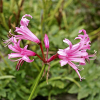 Kiplelie Nerine bowdenii roze - Alle bloembollen
