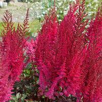 3x Pluimspirea Astilbe 'Mighty Chocolate Cherry' rood-roze - Bare rooted - Winterhard - Vaste planten - Bare rooted