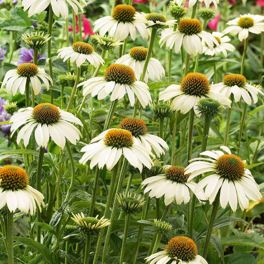 Zonnehoed 'Alaska' - Plant eigenschap