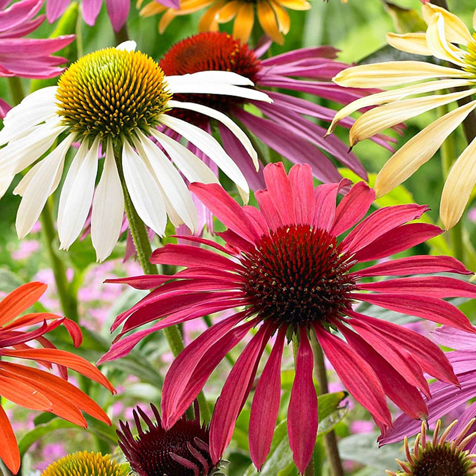 2x Echinacea + 1x Rudbeckia - Mix 'Flower Power' paars-wit-geel - Bare rooted - Winterhard - Bloeiende vaste tuinplanten