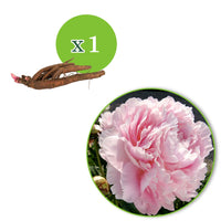 Pioenroos Paeonia 'Dinner Plate' roze - Bare rooted - Winterhard - Plant eigenschap