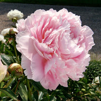 Pioenroos Paeonia 'Dinner Plate' roze - Bare rooted - Winterhard - Alle vaste tuinplanten