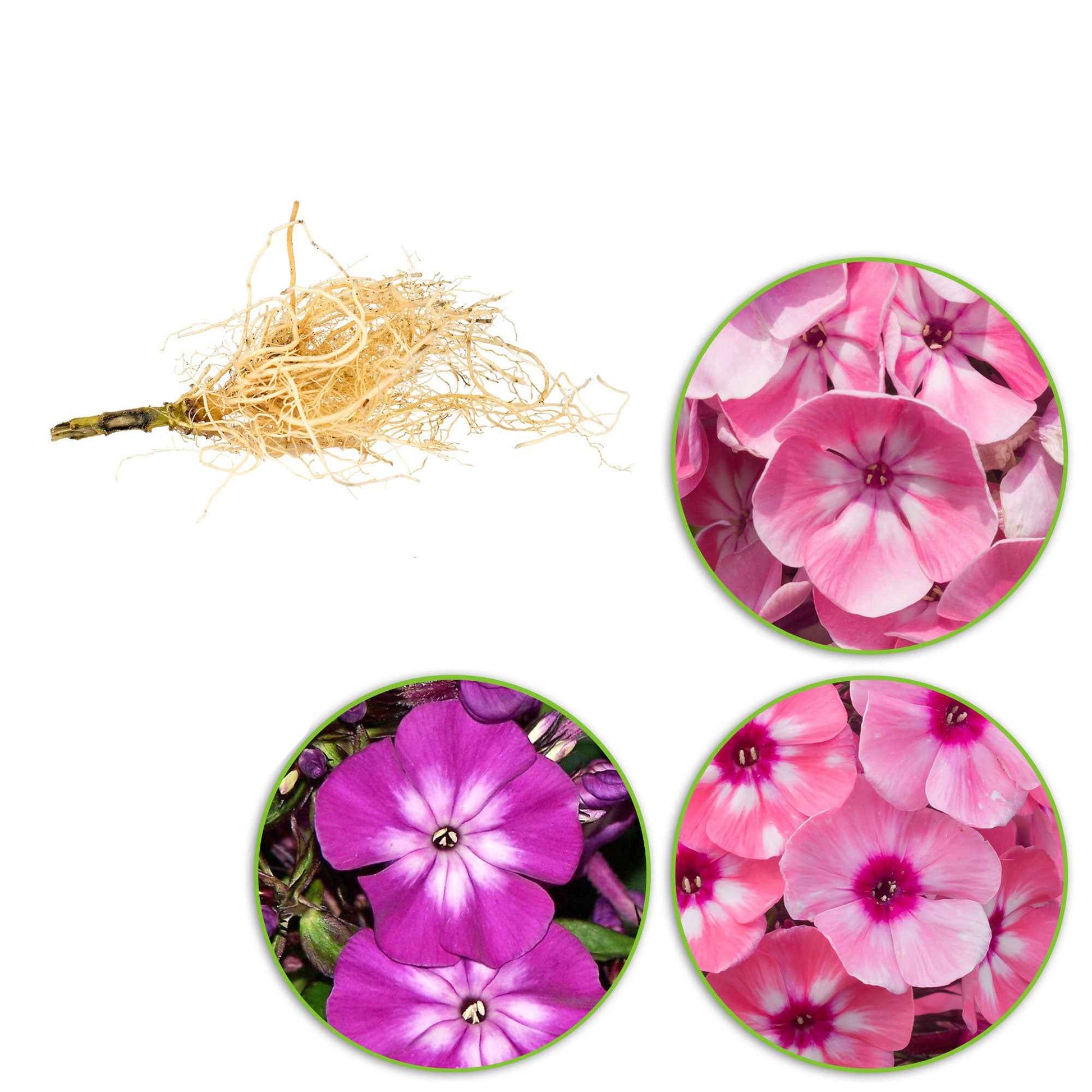 3x Vlambloem Phlox - Mix roze-paars-wit - Bare rooted - Winterhard - Bijvriendelijke borderpakketten