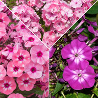 3x Vlambloem Phlox - Mix roze-paars-wit - Bare rooted - Winterhard - Alle vaste tuinplanten