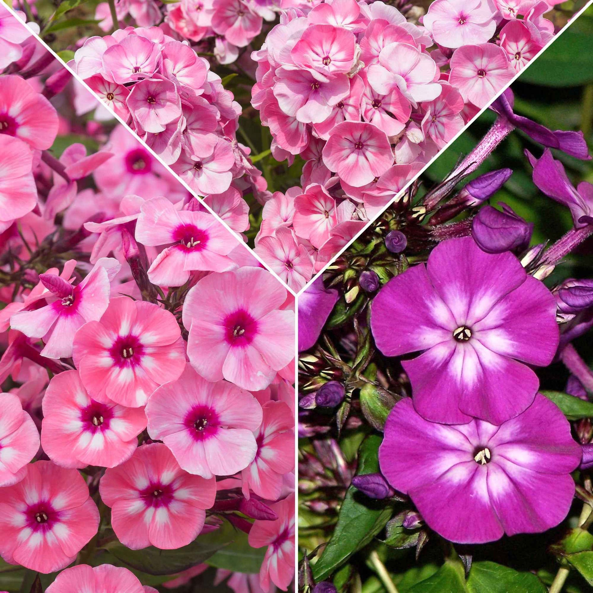 3x Vlambloem Phlox - Mix roze-paars-wit - Bare rooted - Winterhard - Tuinplanten