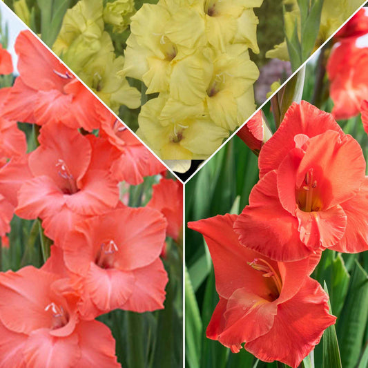 15x Gladiool Gladiolus - Mix 'Hot Spanish Sun' oranje-rood-geel - Alle bloembollen
