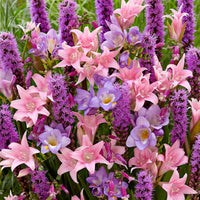 35x Bloembollen - Mix 'Fragrant Pollinator Paradise' paars-roze-blauw - Alle bloembollen