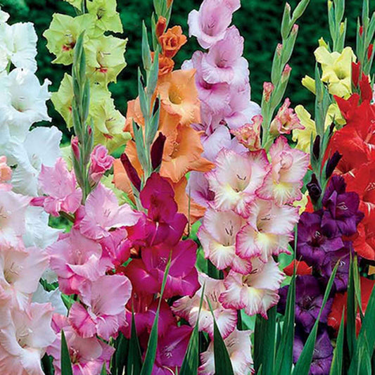 50x Gladiool Gladiolus - Mix 'Garden' - Alle bloembollen