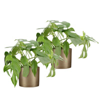 2x Gatenplant Monstera minima incl. sierpotten goud - Binnenplanten in sierpot