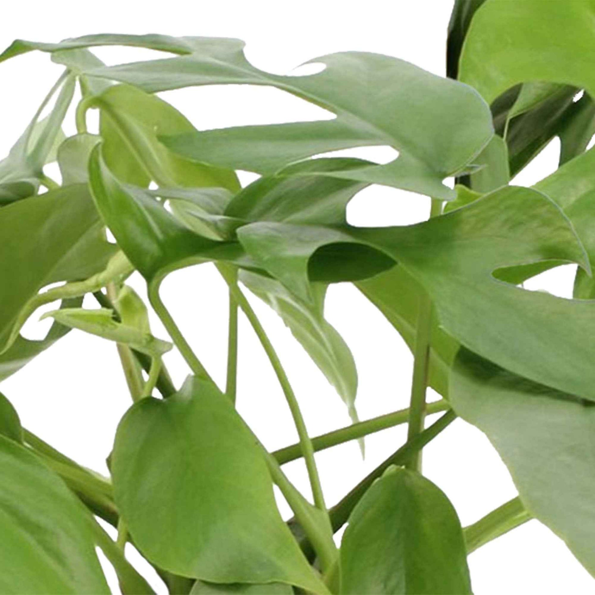 2x Gatenplant Monstera minima incl. sierpotten goud - Groene kamerplanten