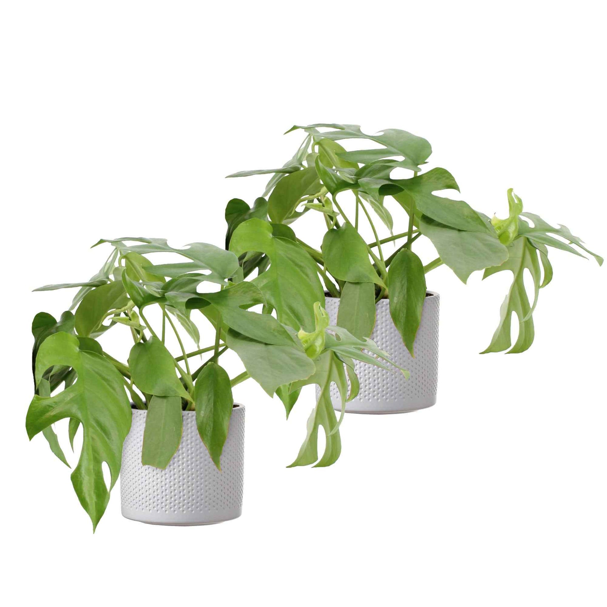 2x Gatenplant Monstera minima incl. sierpotten wit - Binnenplanten in sierpot