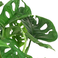 Gatenplant Monstera 'Monkey Leaf' incl. hangpot - Cadeau idee