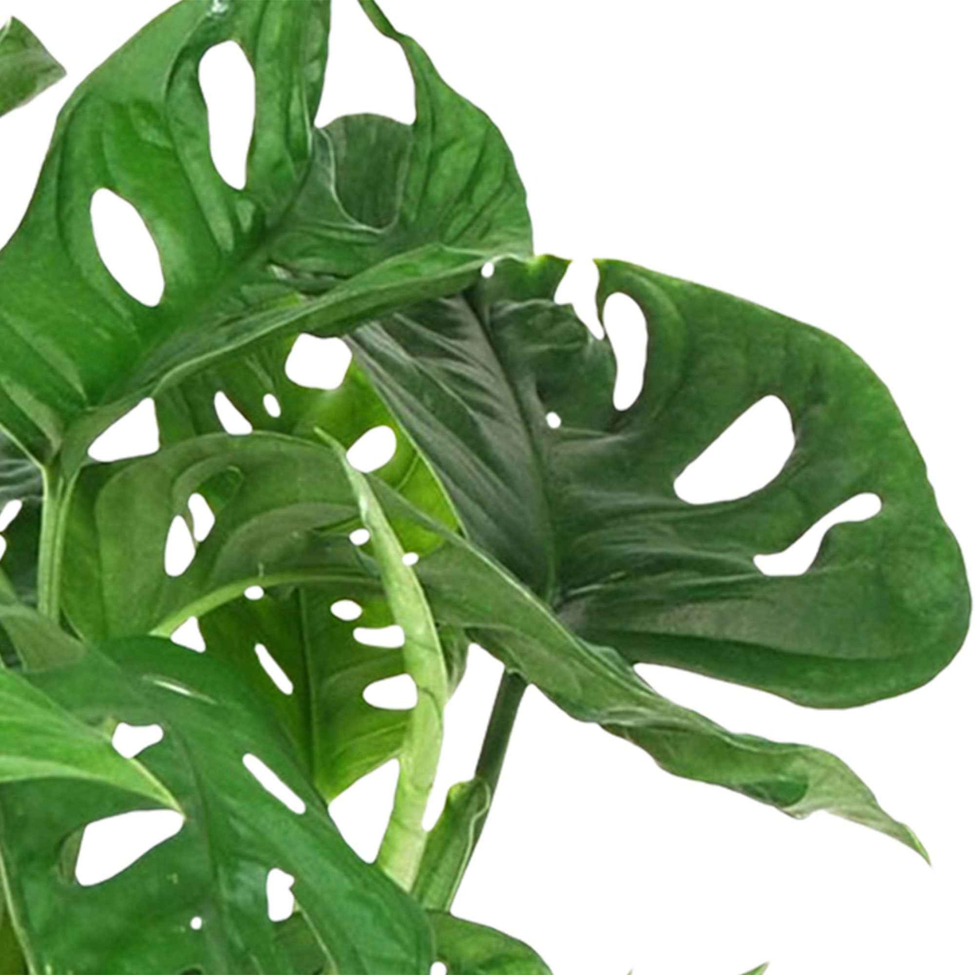 Gatenplant Monstera 'Monkey Leaf' incl. bloempothanger en sierpot - Binnenplanten in sierpot
