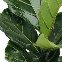 Vioolbladplant Ficus lyrata - Groene kamerplanten
