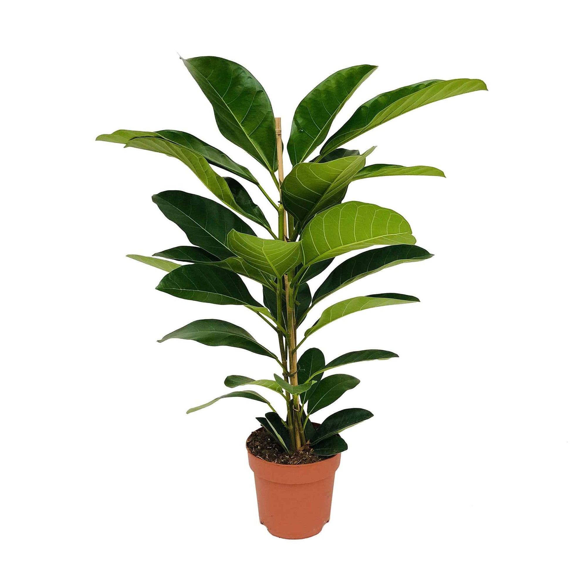 Wurgvijg Ficus benghalensis 'Roy' - Groene kamerplanten