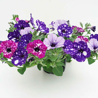 3x Petunia - Mix 'Sky Mix' paars-roze-blauw - Tuinplanten