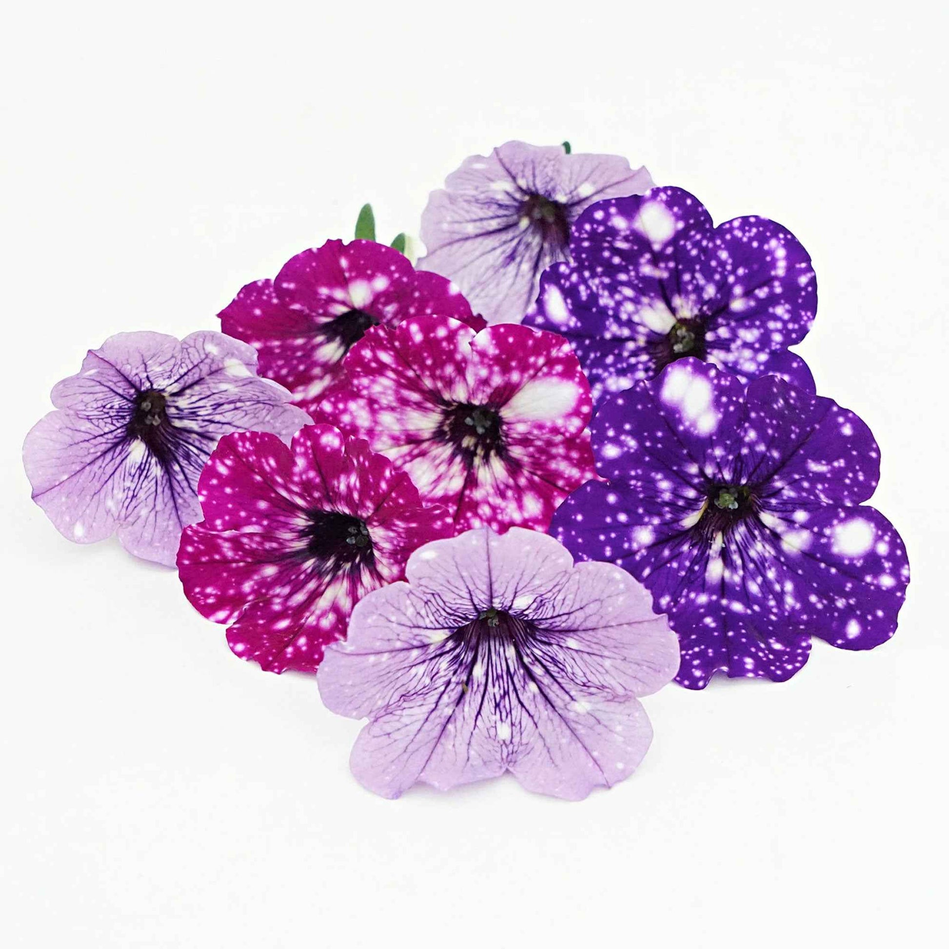 3x Petunia - Mix 'Sky Mix' paars-roze-blauw - Perkplanten