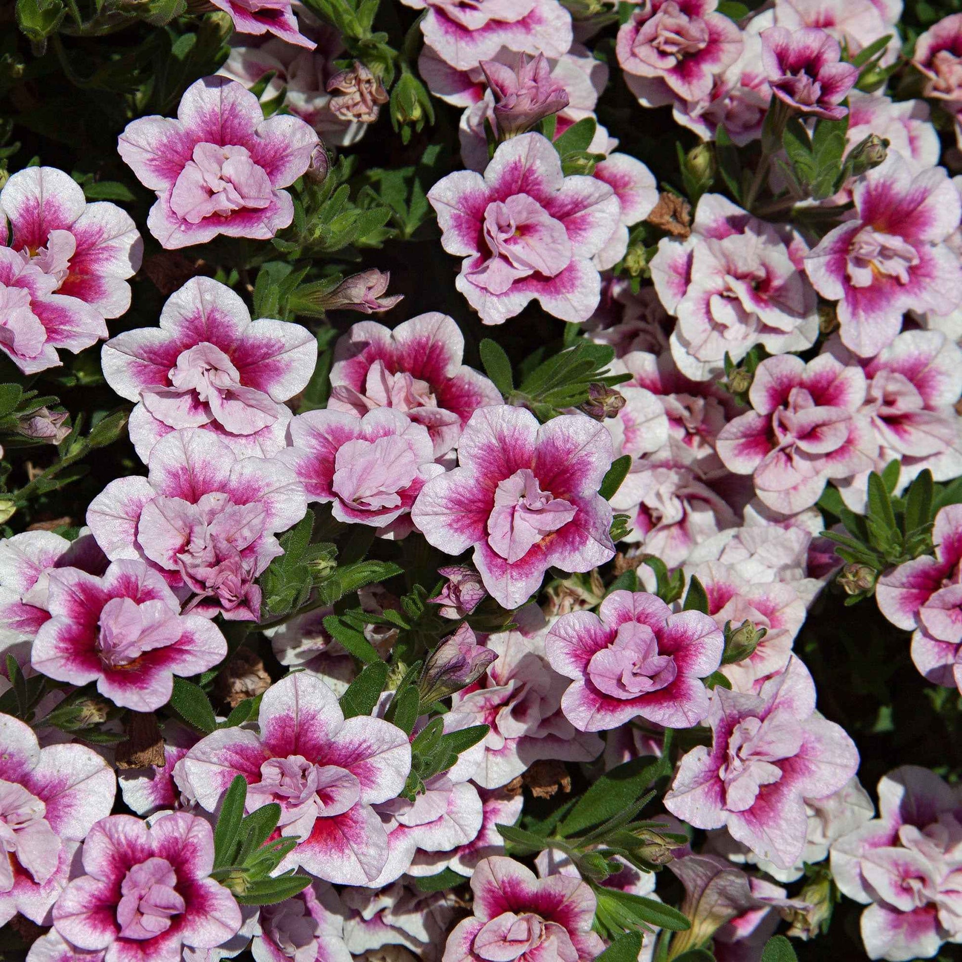Mini Petunia Calibrachoa 'PinkTastic' roze-wit - Hangplanten voor terras en balkon