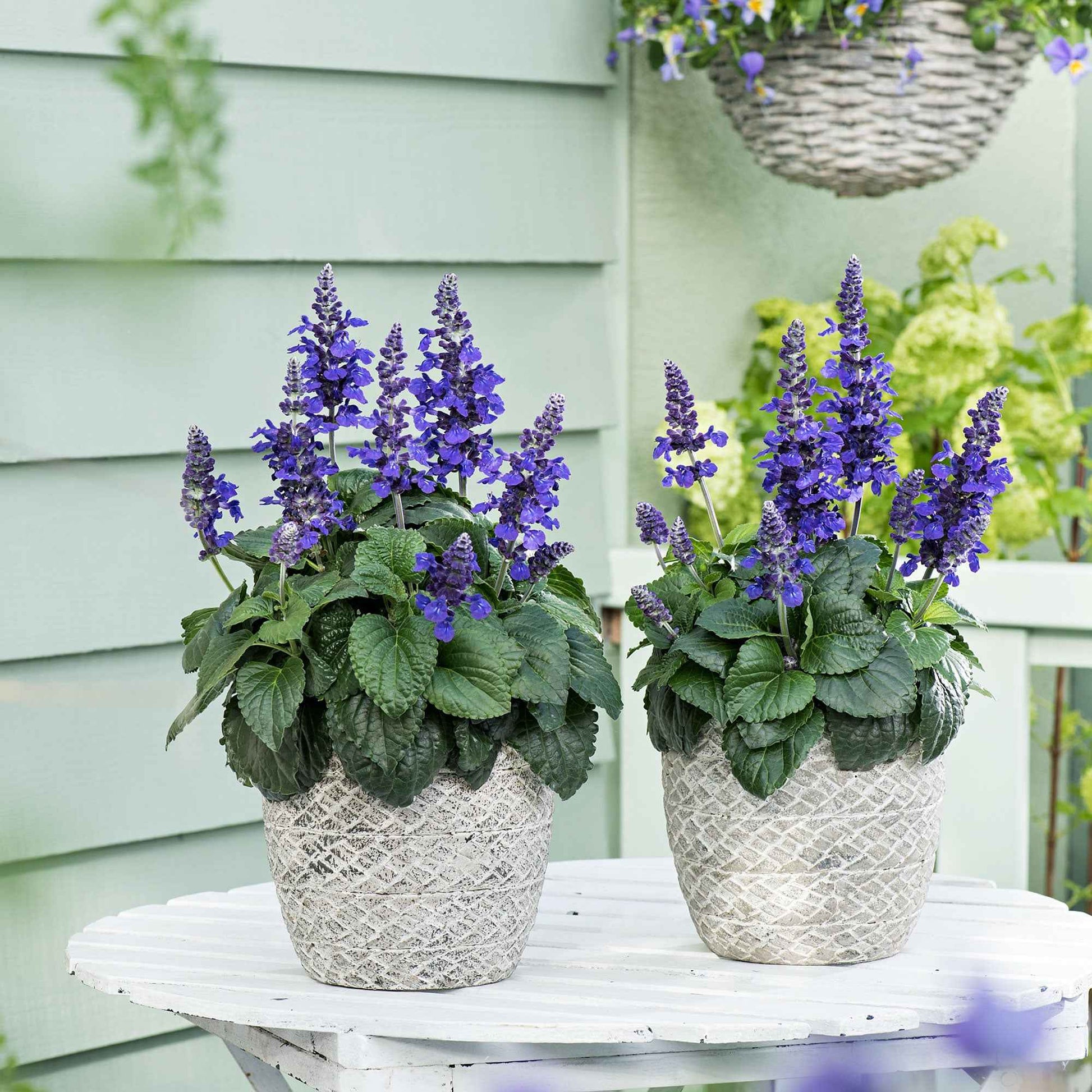 Salie Salvia 'Misty' blauw - Balkonplanten