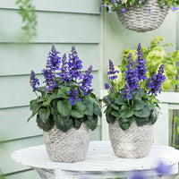 Salie Salvia 'Misty' blauw - Plant eigenschap