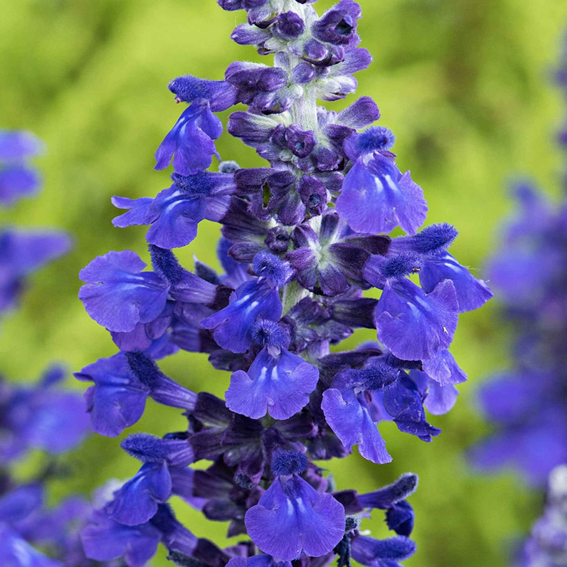 Salie Salvia 'Misty' blauw - Borderplanten
