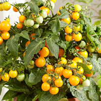 Kerstomaat Lycopersicon 'Minibel' geel - Tomaten