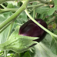 Aubergine Solanum 'Violetta Lunga' 10 m² - Groentezaden - Zaden