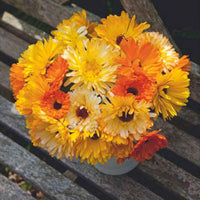 Goudsbloem Calendula 'Pacific Beauty' - Mix geel-oranje-wit 2,5 m² - Bloemzaden - Plant eigenschap