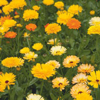 Goudsbloem Calendula 'Pacific Beauty' - Mix geel-oranje-wit 2,5 m² - Bloemzaden - Bloemzaden