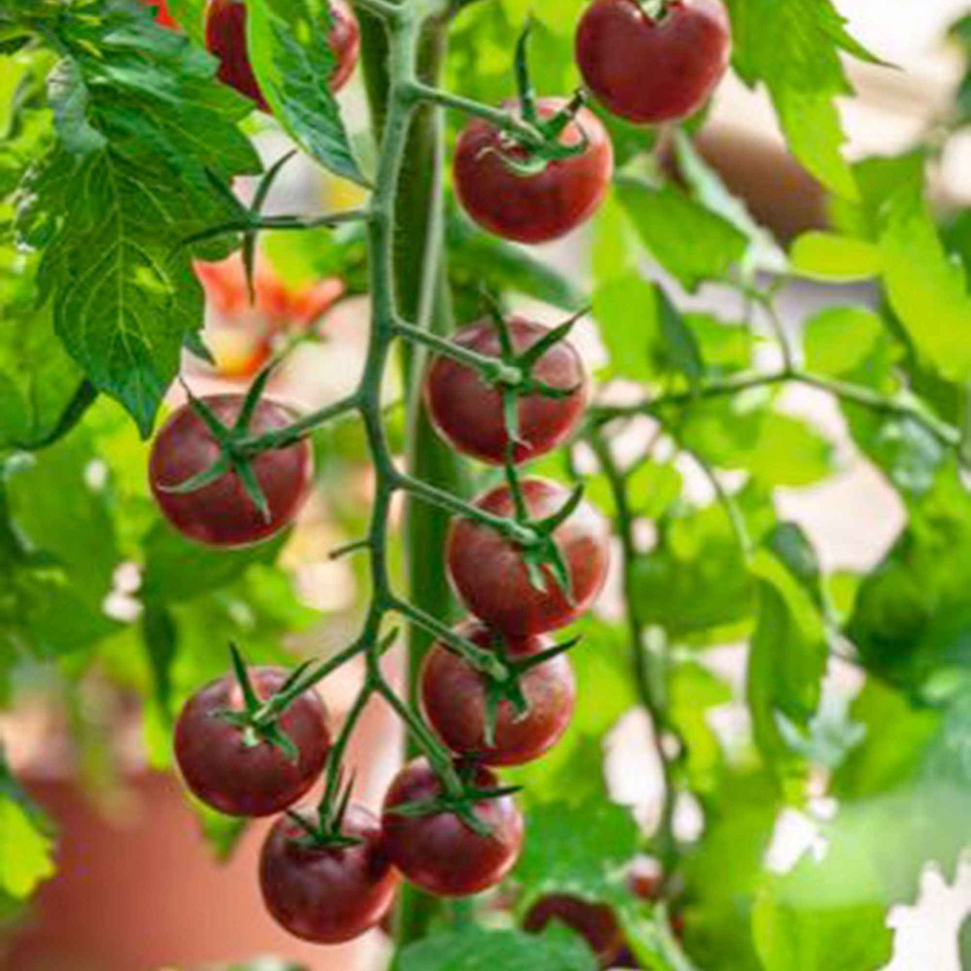 Kerstomaat Solanum 'Black Cherry' zwart 3 m² - Groentezaden - Groentezaden