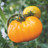 Vleestomaat Solanum 'Grappa Gialla' geel 2 m² - Groentezaden - Groentezaden
