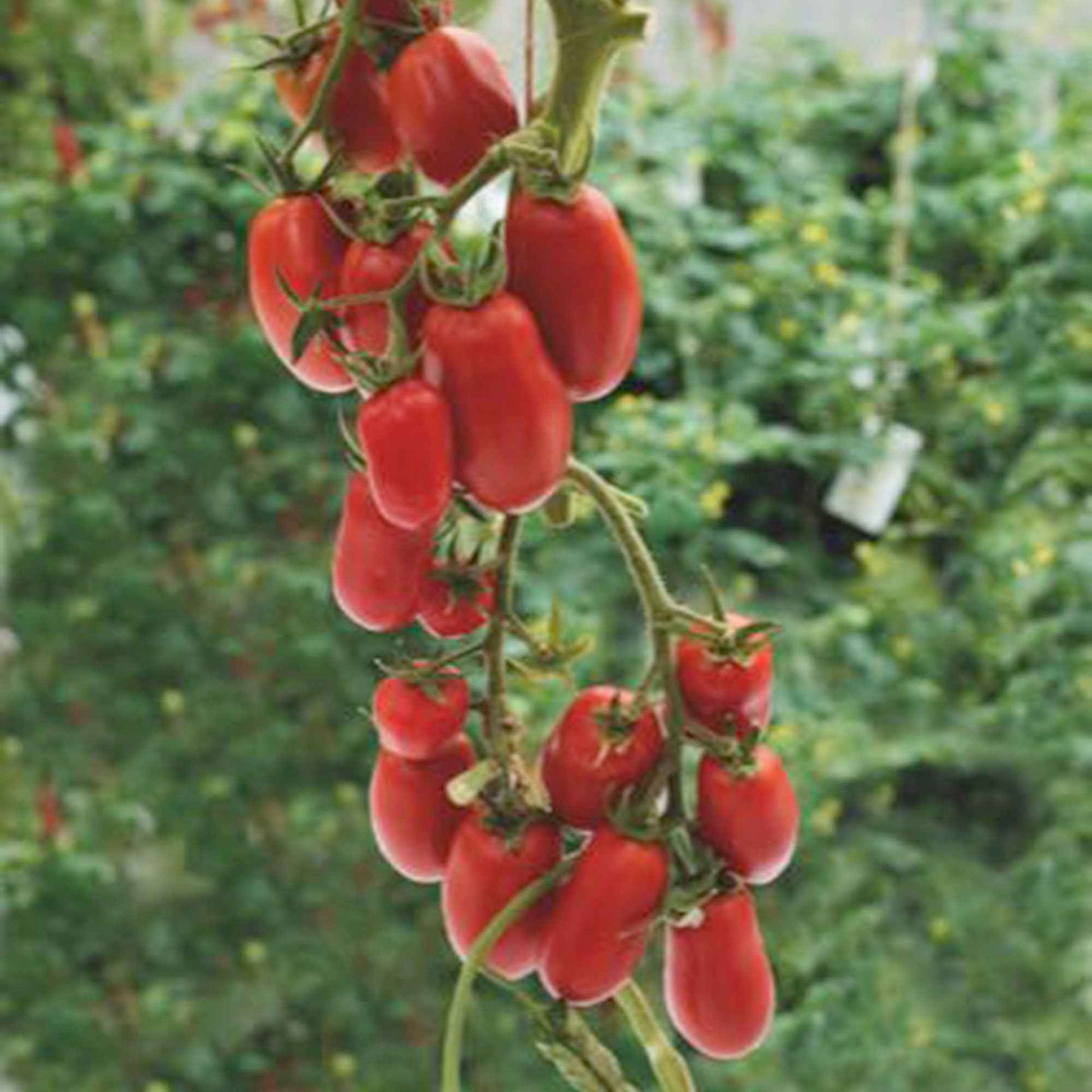 Tomaat Solanum 'Super Roma' rood 2 m² - Groentezaden - Groentezaden